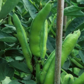 'Bunyard's Exhibition' Broad Bean Plants