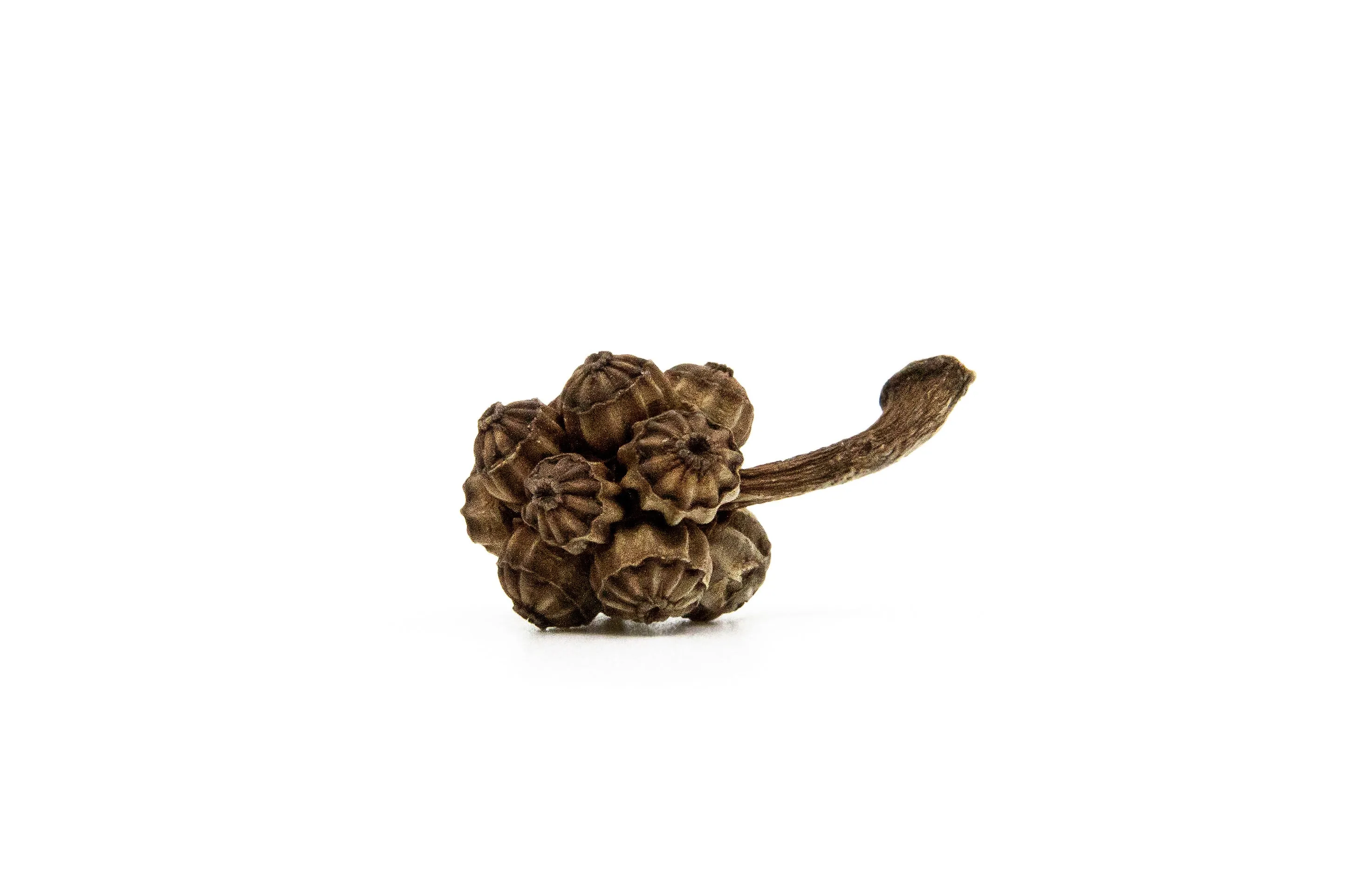 Gold Umbrella Pod Stud Earrings