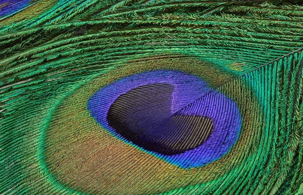 Uphaar Natural Peacock Feather 24 Inch | Mor Pankh | Real Peacock | Feather Tails for Home Decor Full Length | Good Luck Art and Craft & Worship | Pack of 30