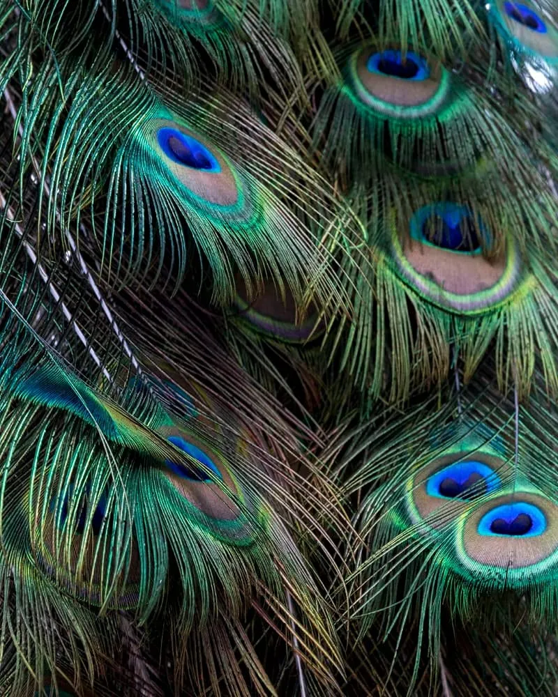 Uphaar Natural Peacock Feather 24 Inch | Mor Pankh | Real Peacock | Feather Tails for Home Decor Full Length | Good Luck Art and Craft & Worship | Pack of 30