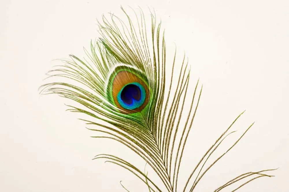 Uphaar Natural Peacock Feather 24 Inch | Mor Pankh | Real Peacock | Feather Tails for Home Decor Full Length | Good Luck Art and Craft & Worship | Pack of 30