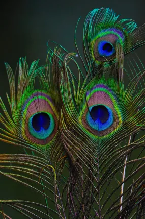 Uphaar Natural Peacock Feather 24 Inch | Mor Pankh | Real Peacock | Feather Tails for Home Decor Full Length | Good Luck Art and Craft & Worship | Pack of 30